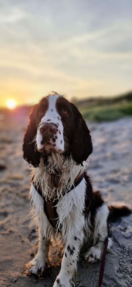 Hundetreffen-Schnöselgedöns-Profilbild