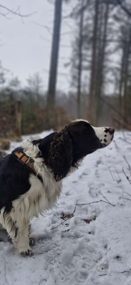 Hundetreffen-Soziale Kontakte gesucht!-Profilbild