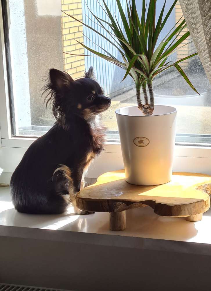 Hundetreffen-Hundefreunde zum Spielen bis 5 Kilo gesucht-Profilbild