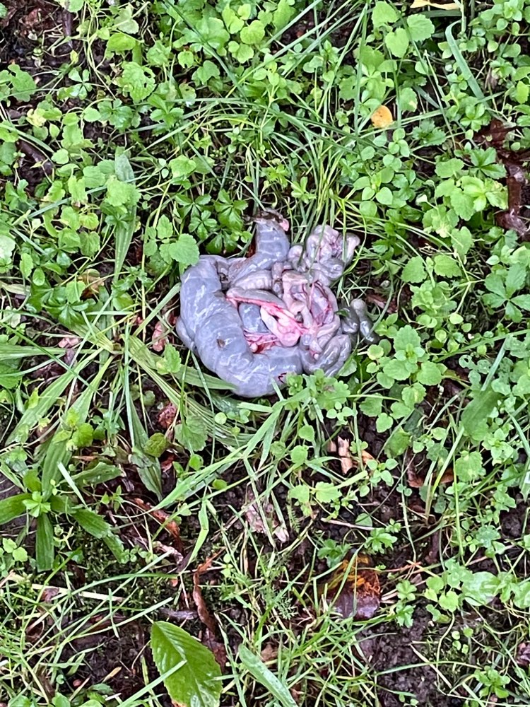 Giftköder-Giftköder/Fleischabfälle-Profilbild