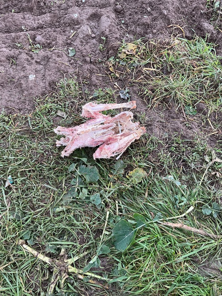 Giftköder-Fleischabfälle-Profilbild