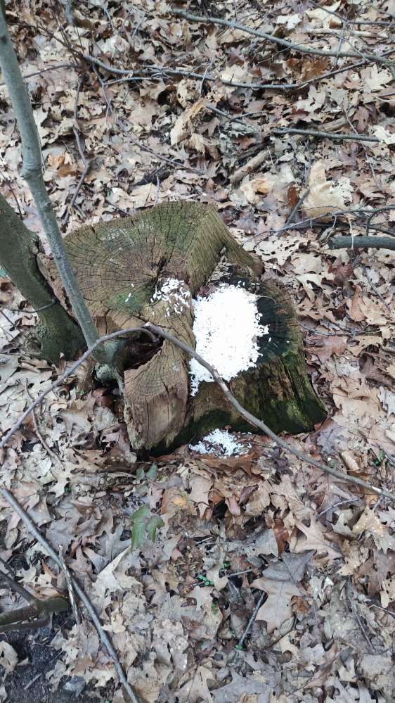 Giftköder-Möglicher Giftköder-Profilbild