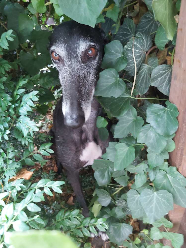 Hundetreffen-Spielkameraden gesucht-Profilbild