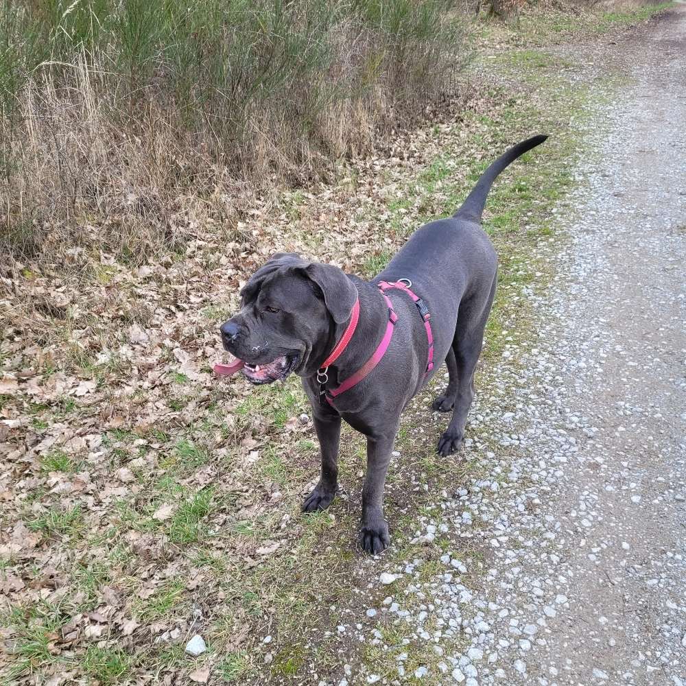 Hundetreffen-Gassi Runden-Profilbild