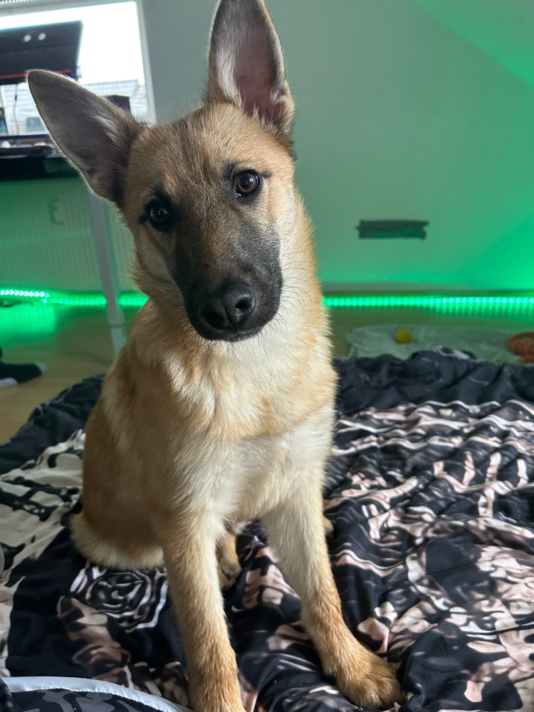 Hundetreffen-Welpen Treffen-Profilbild