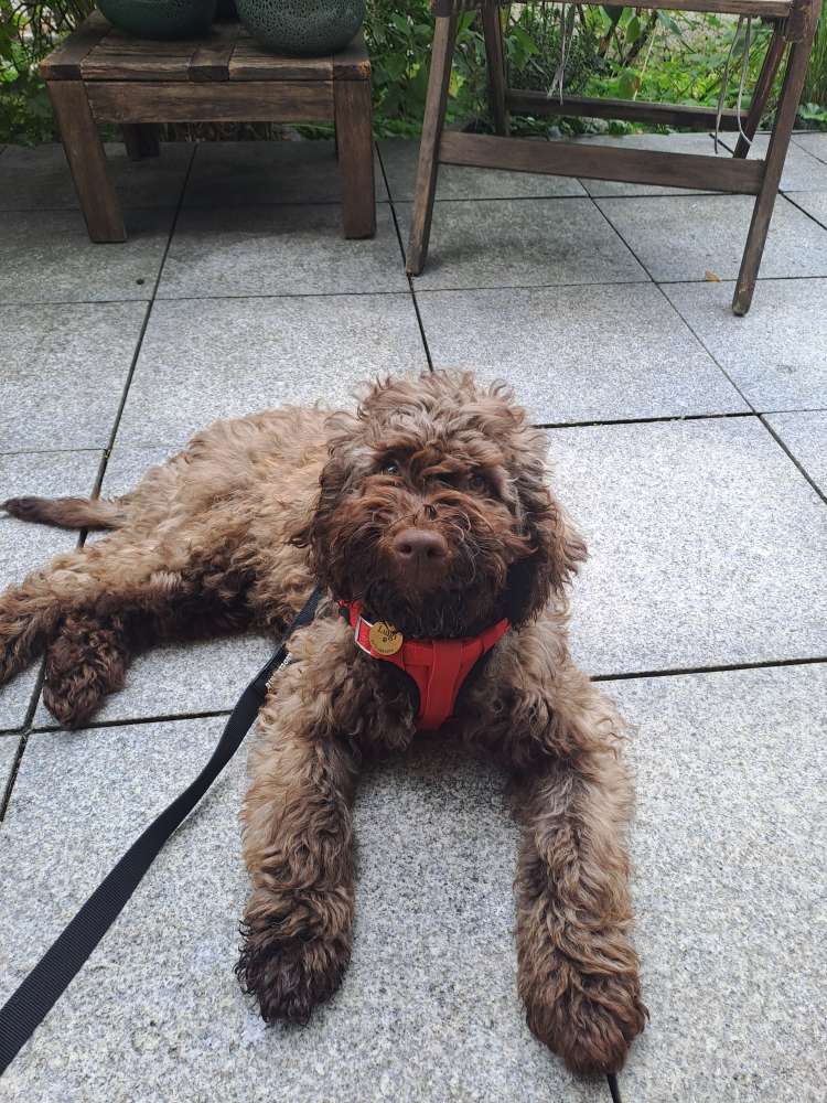 Hundetreffen-Neue Freunde für Mogli 🐶-Profilbild
