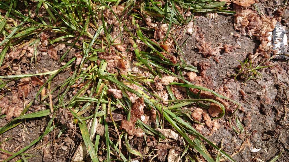 Giftköder-Fleischstücke-Profilbild