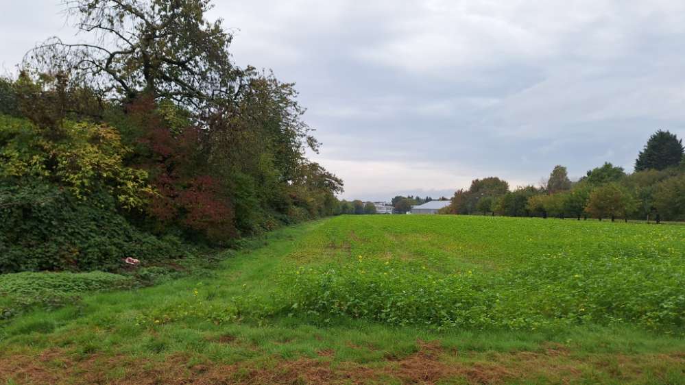 Giftköder-Knochen und Fleischabfälle-Profilbild