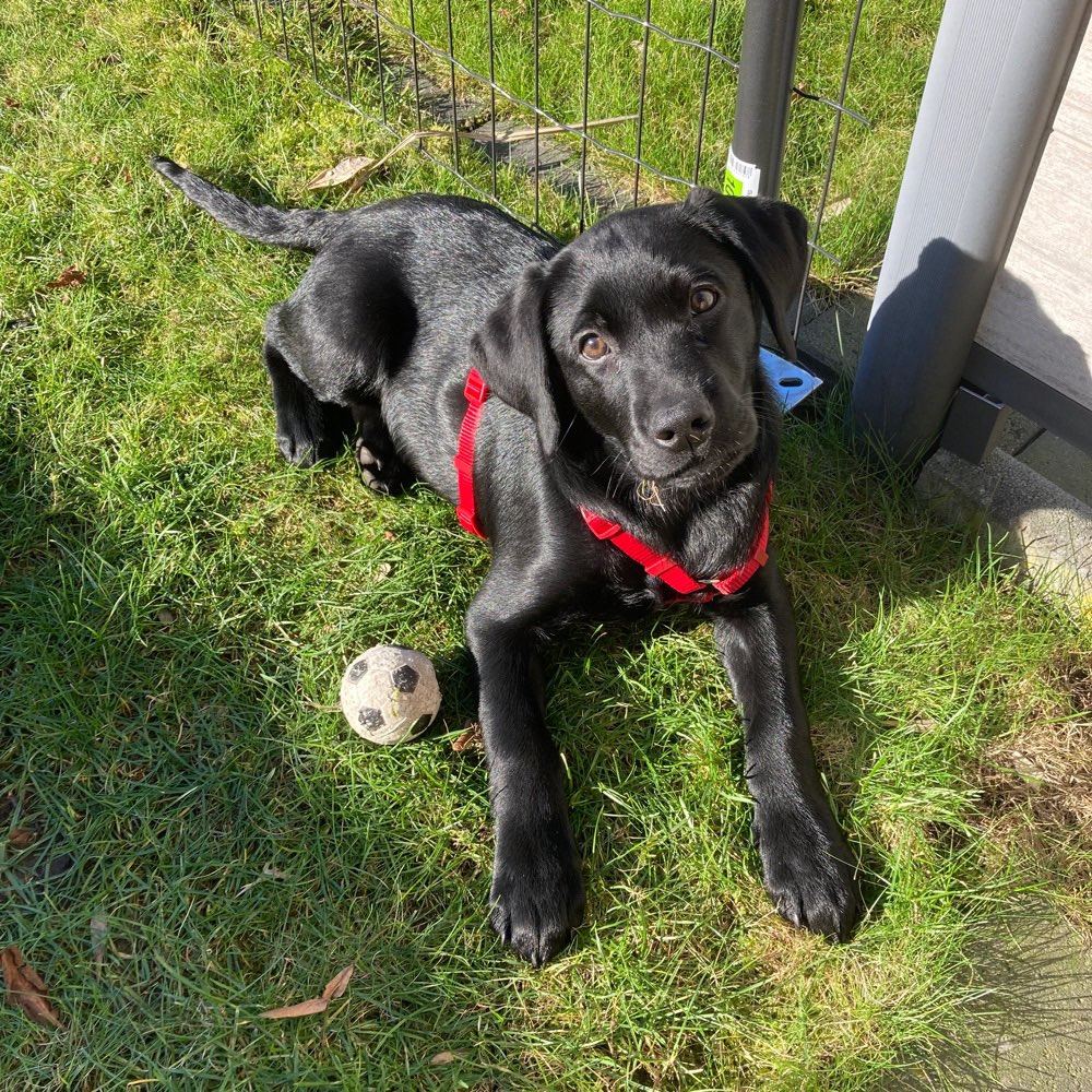 Hundetreffen-Spielkamerade gesucht!-Profilbild