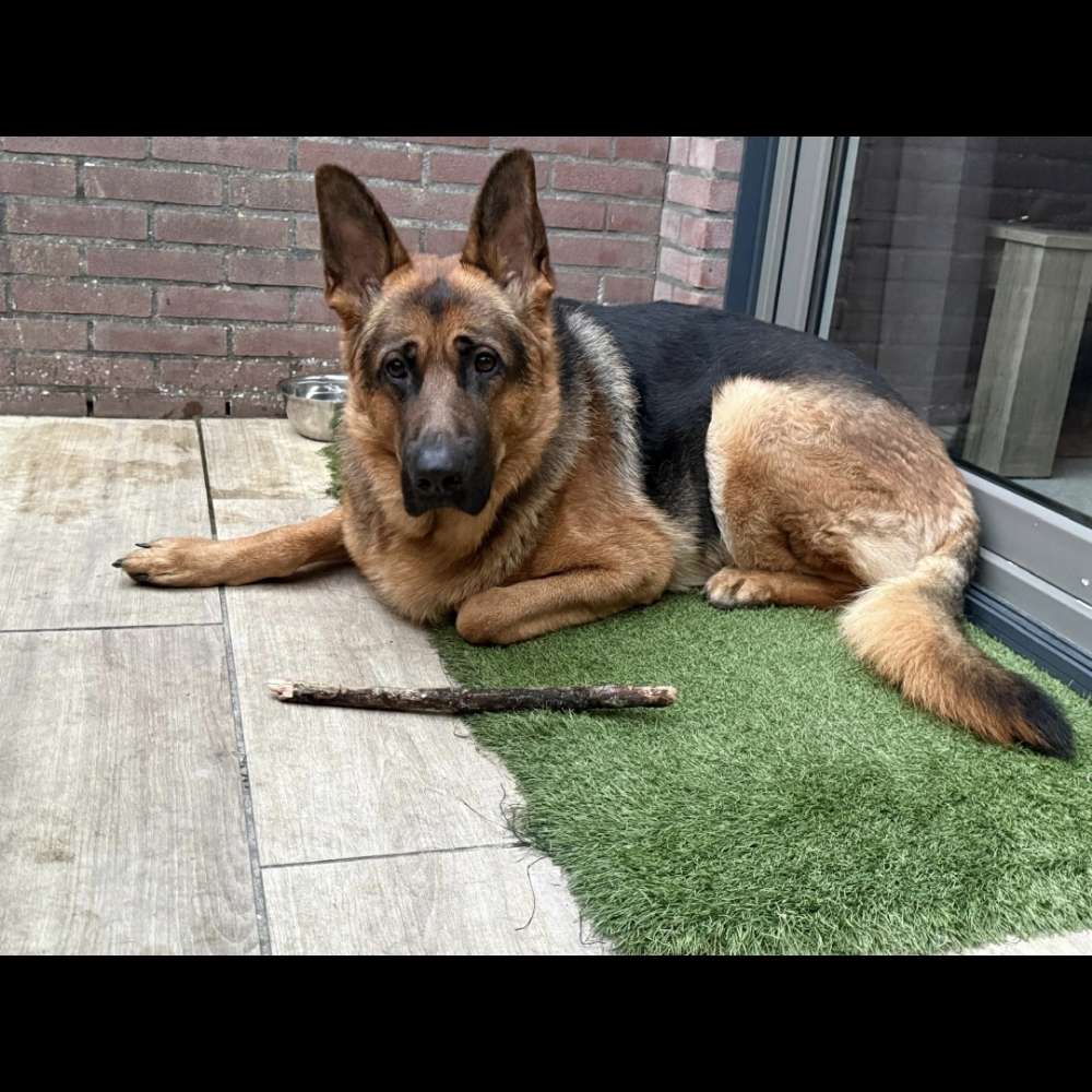 Hundetreffen-Spielkamerad/in gesucht!-Profilbild