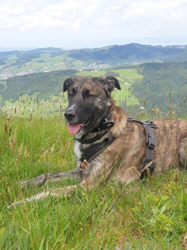 Hundetreffen-gemeinsame spaziergänge-Profilbild