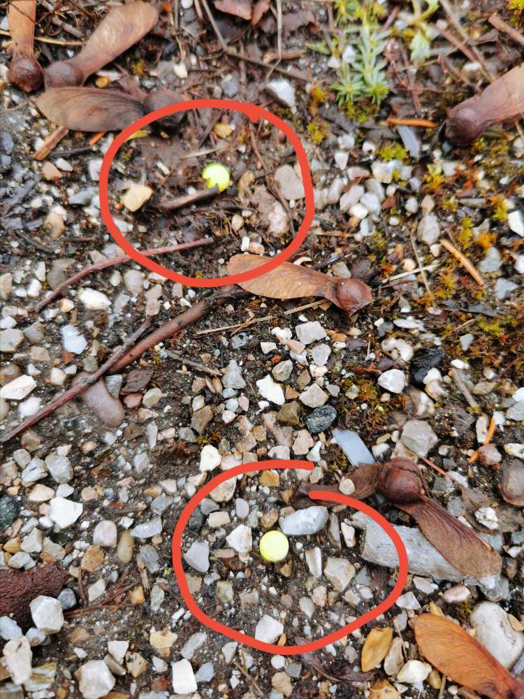 Giftköder-möglicher Giftköder-Profilbild