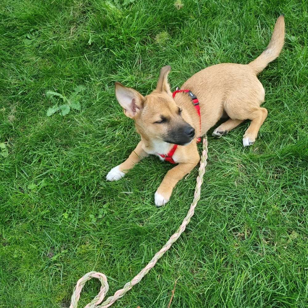 Hundetreffen-Spiel und Spaß-Profilbild