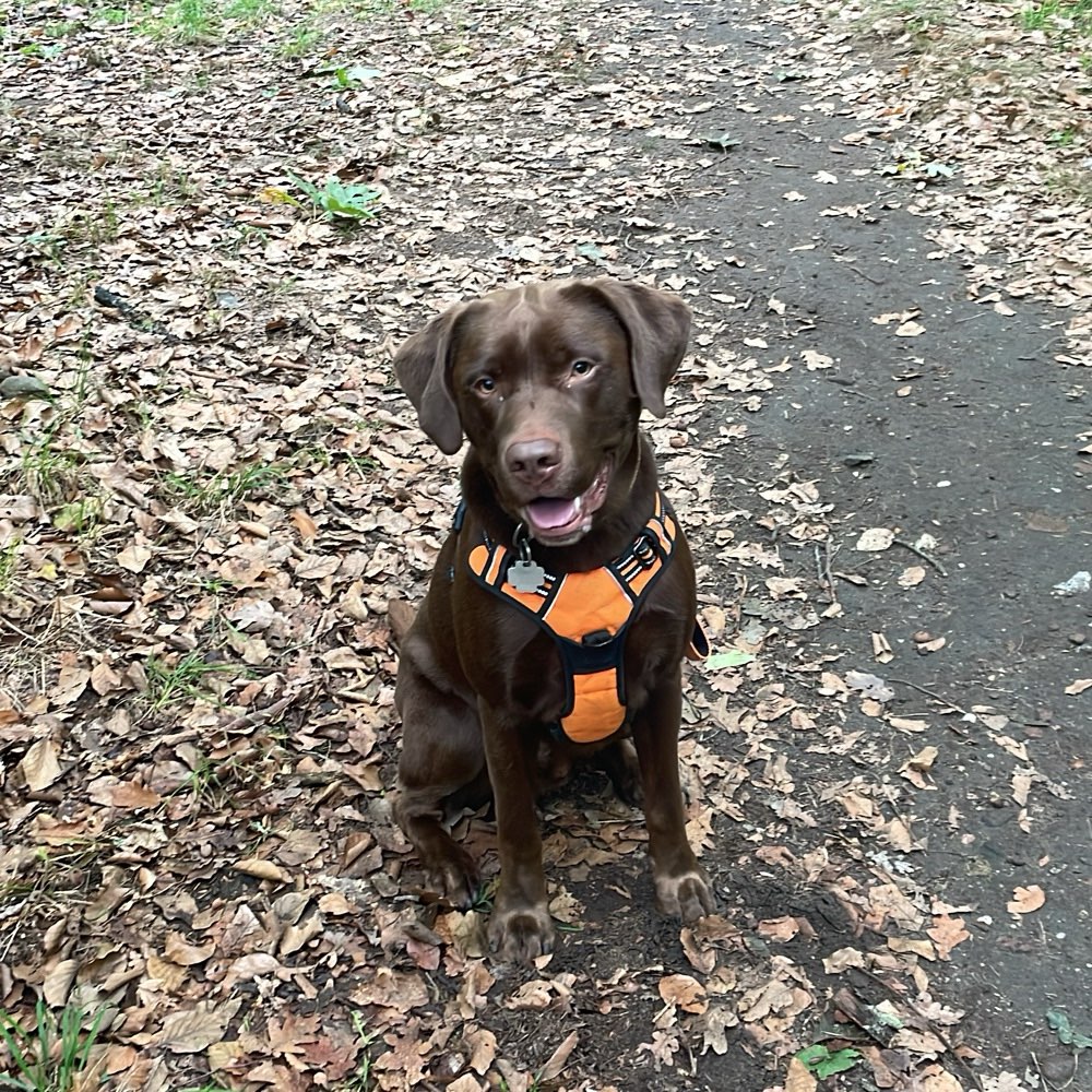 Hundetreffen-Gassidate regelmäßig mittwochs gesucht-Profilbild