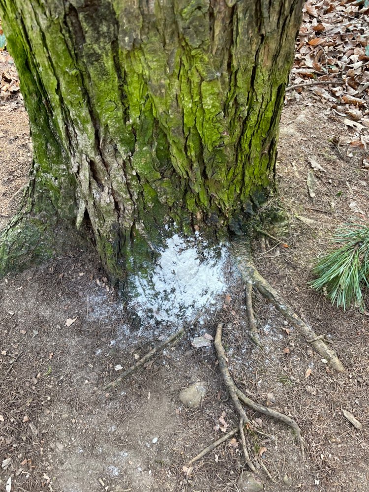 Giftköder-Weißes Pulver in Sachsenhausener Wald-Profilbild