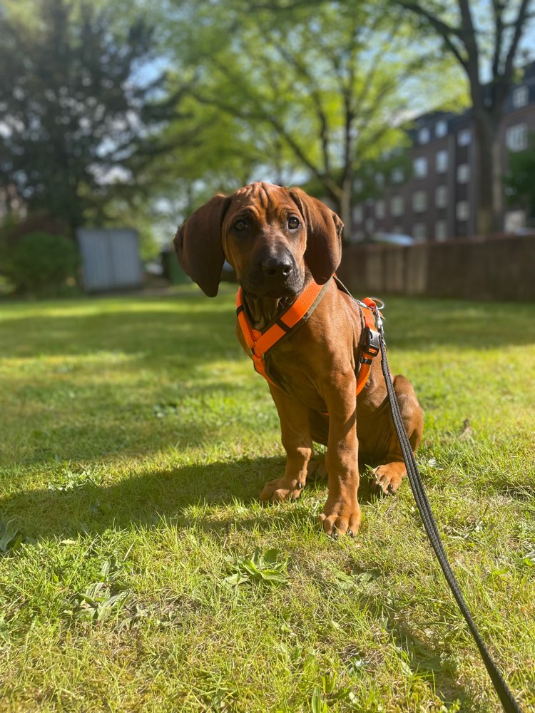 Hundetreffen-Welpentreff-Profilbild