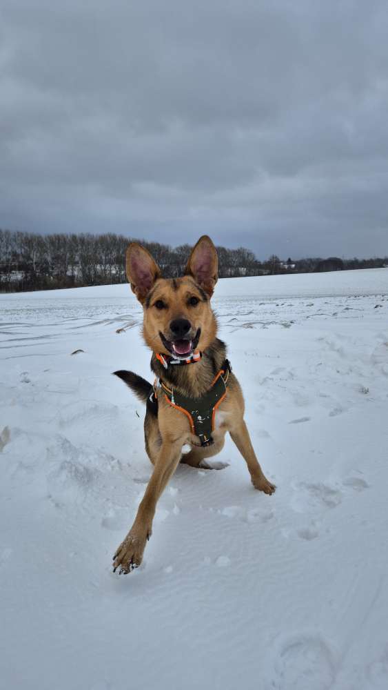 Hundetreffen-Gassirunden und Spielrunden-Profilbild