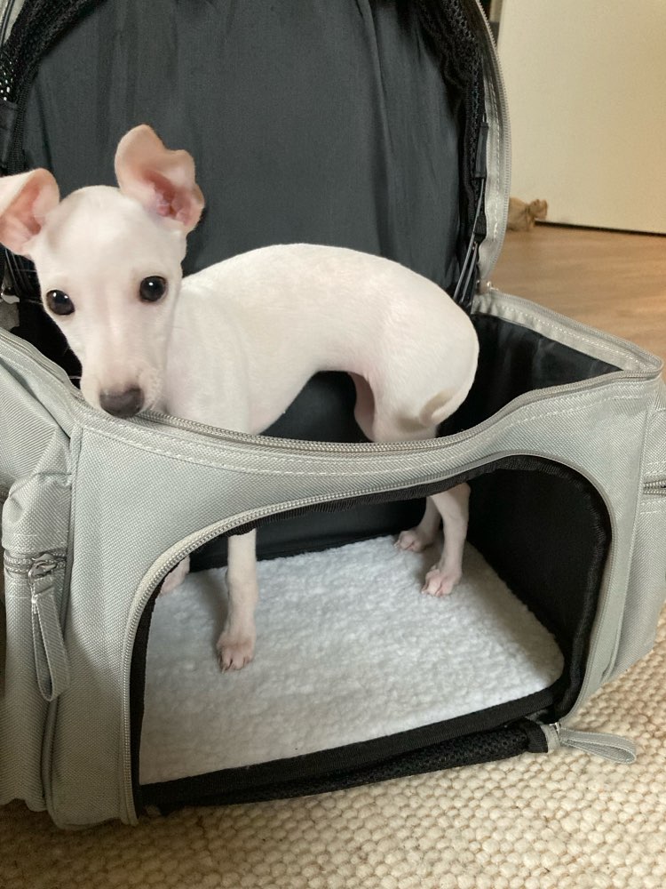 Hundetreffen-Sozialisierungsgänge-Profilbild