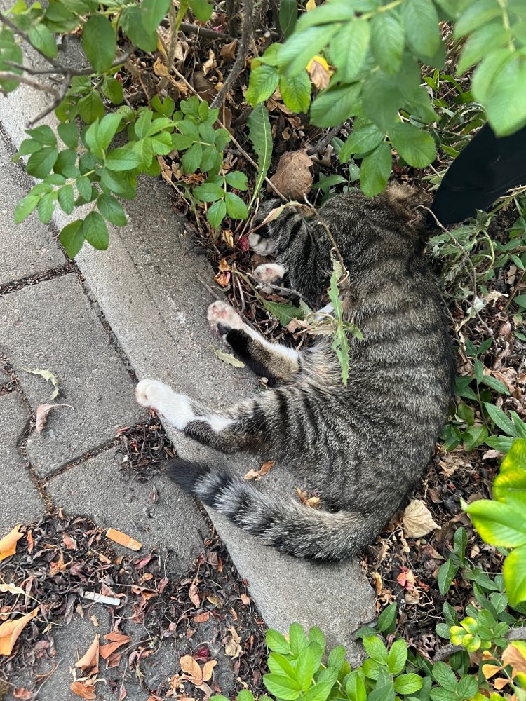 Giftköder-Totes Kätzchen vor Babyladen-Profilbild