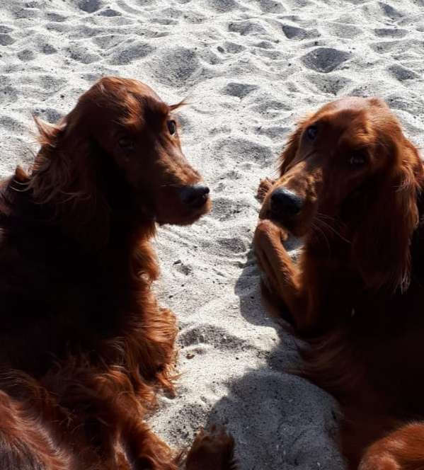 Hundetreffen-Spiel und Gassi Treffen-Profilbild