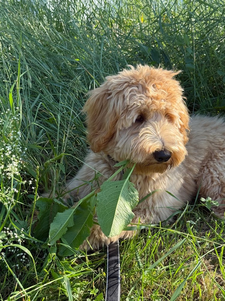 Hundetreffen-Gassi gehen, spielen, lernen-Profilbild