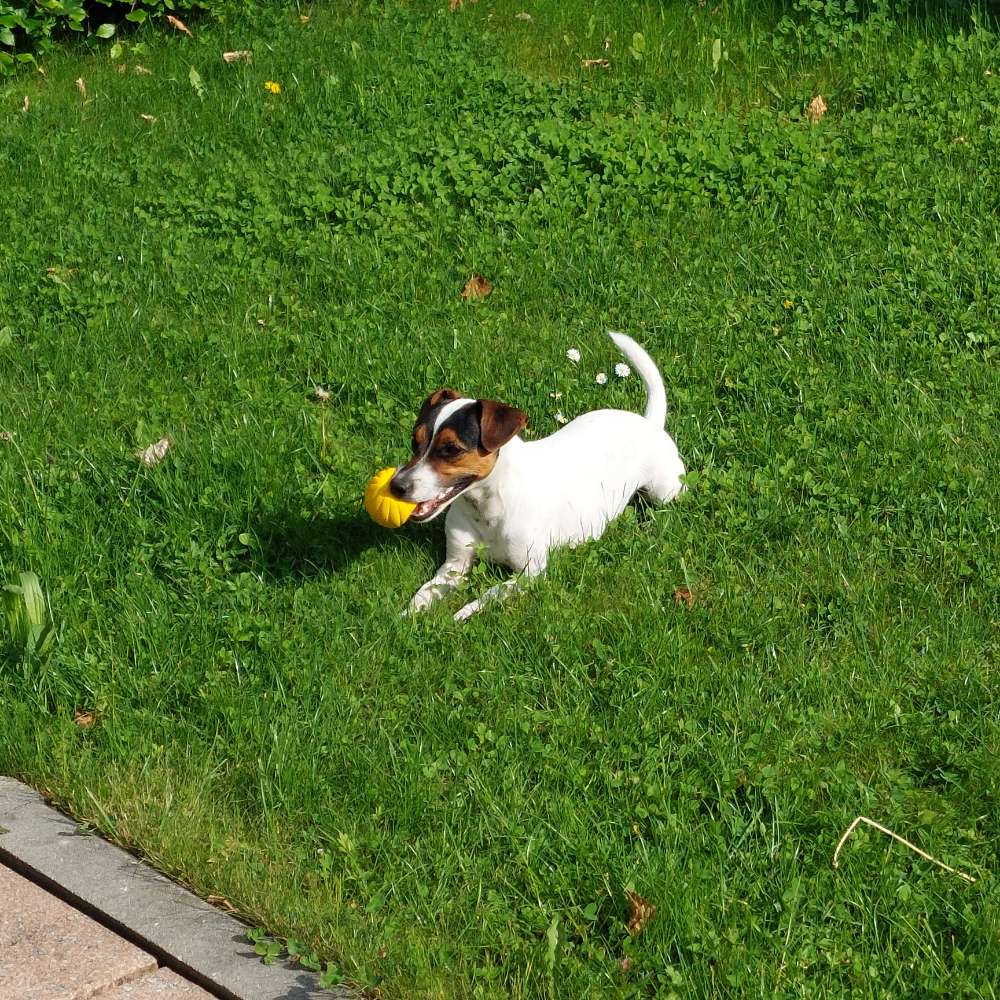 Hundetreffen-Gassitreffen-Profilbild