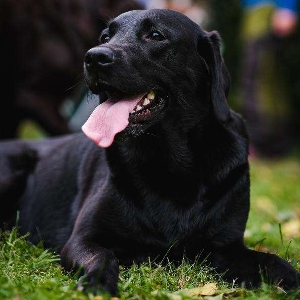Hundetreffen-Leinenspaziergang + Ernährungsberatung in Iserbrook/Schenefeld-Profilbild