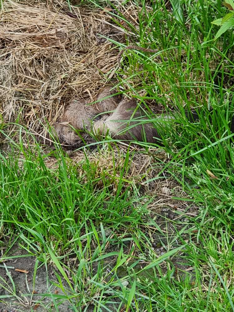 Giftköder-Verwesender Marderkadaver-Profilbild