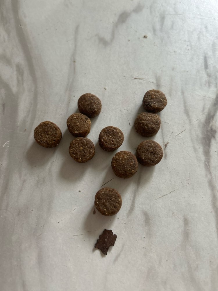 Giftköder-Giftköder in Form von Trockenfutter?-Profilbild