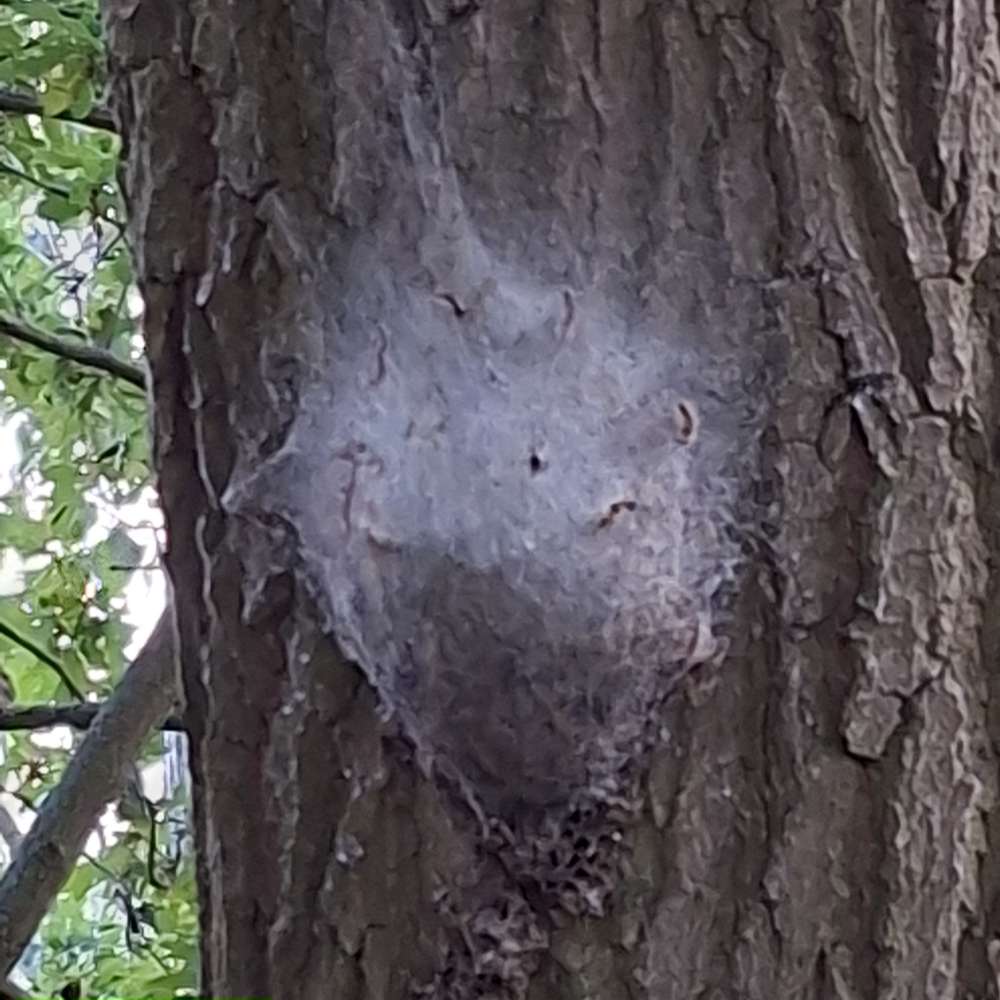 Giftköder-Mehrere Bäume befallen mit EPS-Profilbild