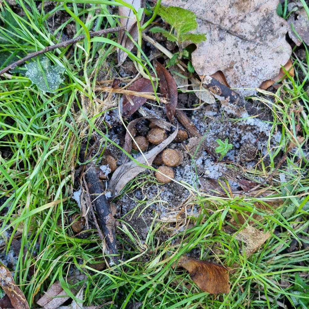 Giftköder-Trockenfutter ausgelegt-Profilbild