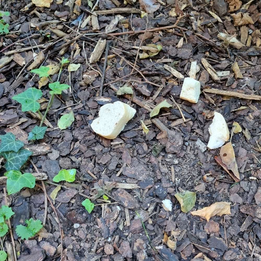 Giftköder-Baguette im Gebüsch-Profilbild