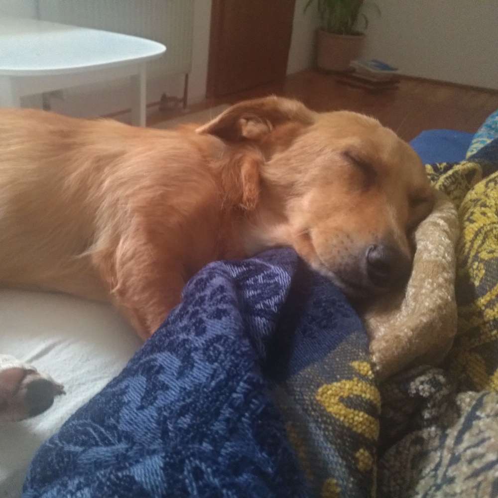 Hundetreffen-Junghund Spielerunden-Profilbild