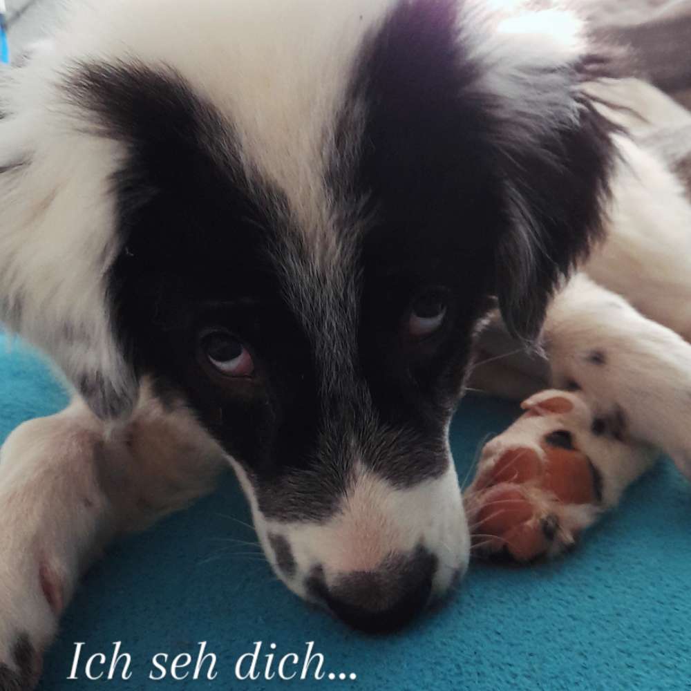 Hundetreffen-Bounty sucht Spielkameraden-Profilbild