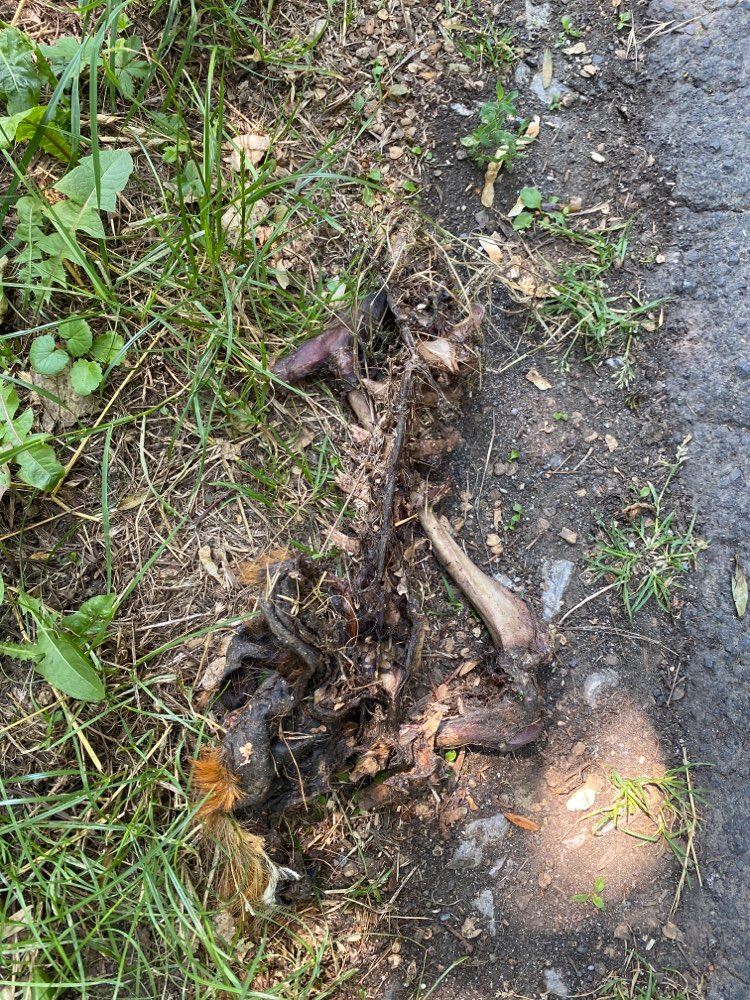 Giftköder-Kadaver-Profilbild