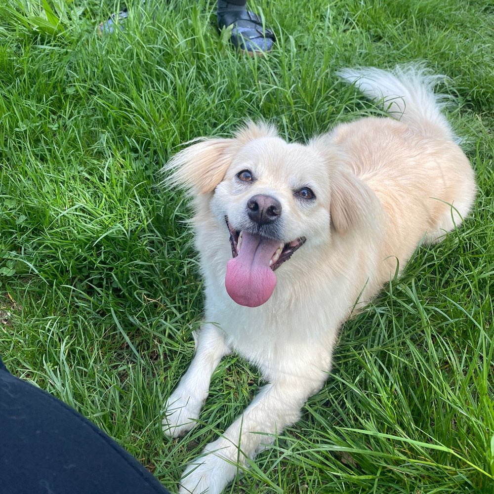 Hundetreffen-Spielgefährten gesucht! 🐶-Profilbild