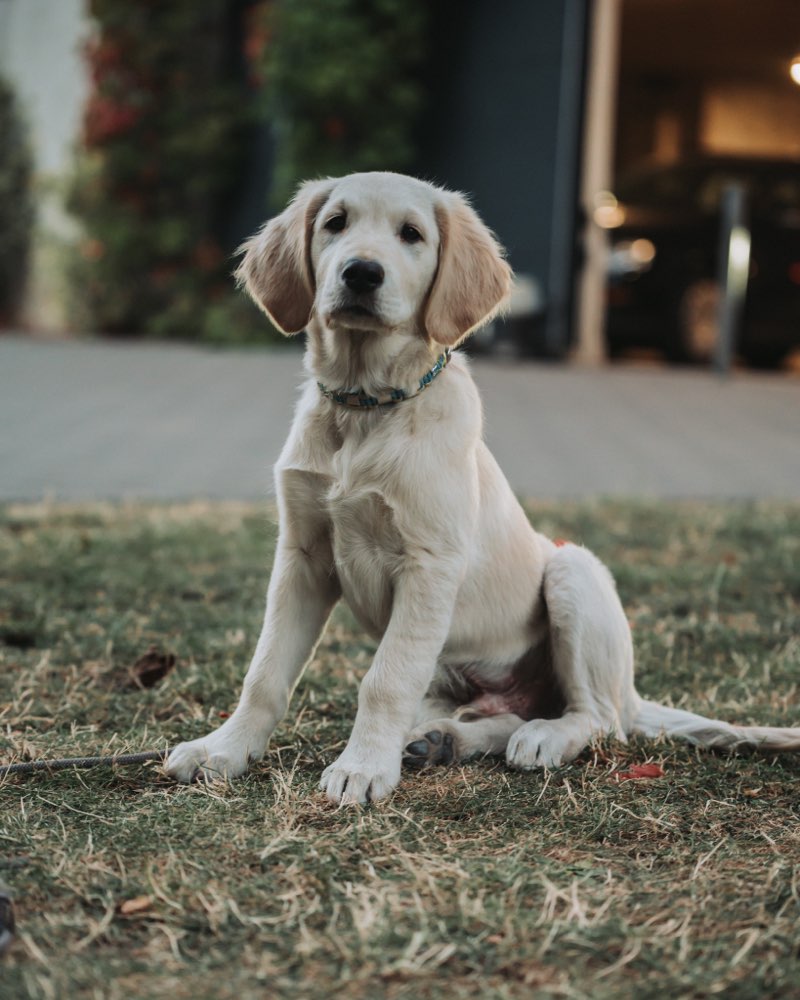 Hundetreffen-Suchen ein Spielpartner für Fiete-Profilbild