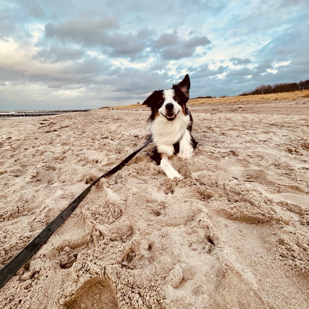 Hundetreffen-Trainingspartner/ Spielfreund gesucht-Profilbild