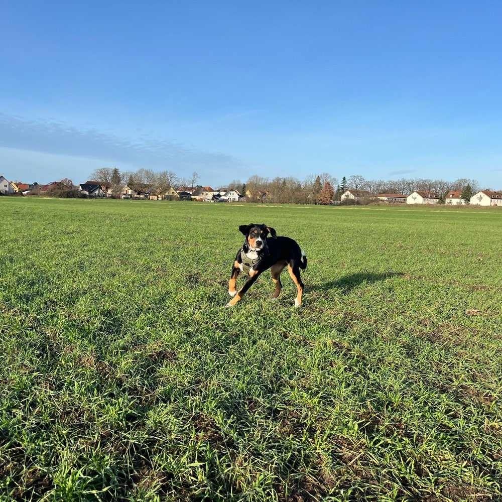 Hundetreffen-Spielrunde in Leegebruch-Profilbild