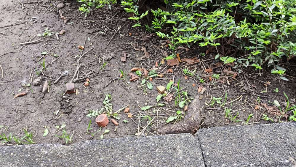 Giftköder-Leckerlies-Profilbild