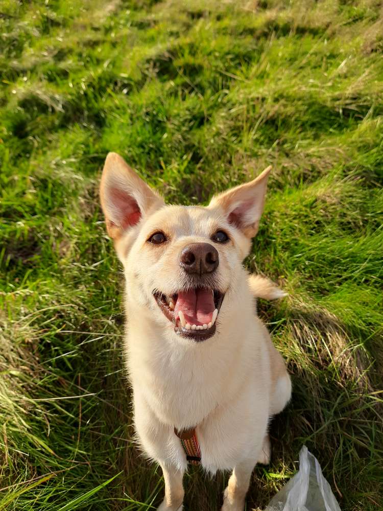 Hundetreffen-strukturiertes Treffen mit kleinen-mittelgroßen Hunden-Profilbild