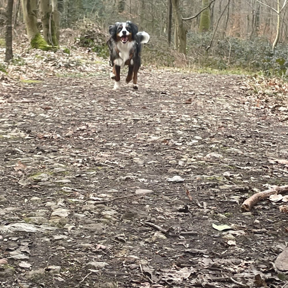 Hundetreffen-Gassi/-Spiel-Profilbild