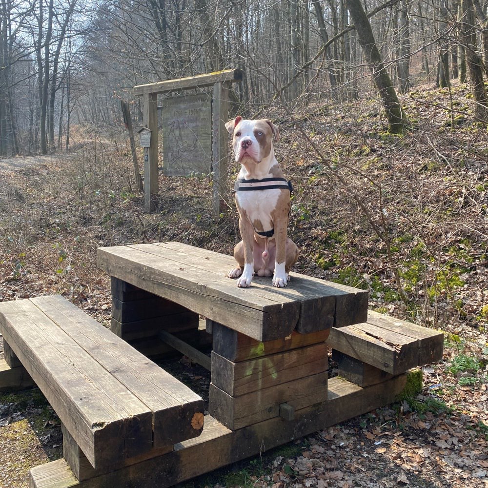 Hundetreffen-Gassirunde in Dillenburg-Profilbild