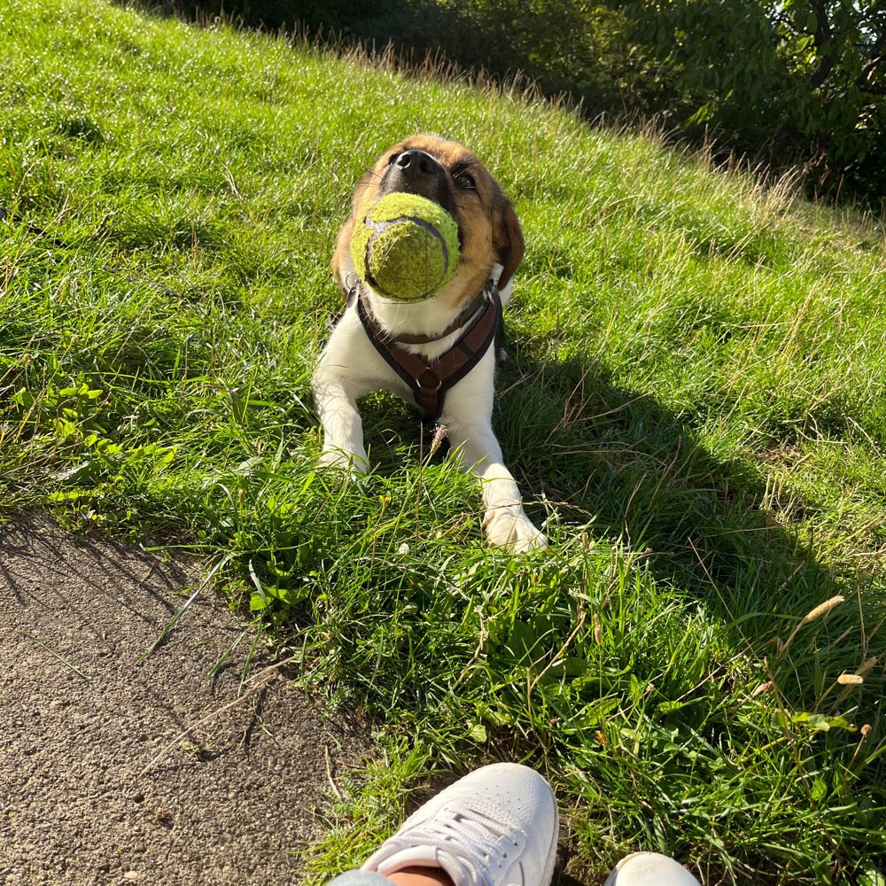 Hundetreffen-Gassi/-Spieltreffen-Profilbild