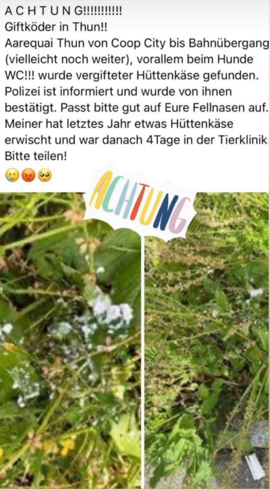 Giftköder-Vergifteter Hüttenkäse-Profilbild