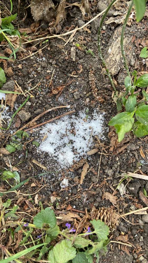 Giftköder-Möglicher Giftköder-Profilbild