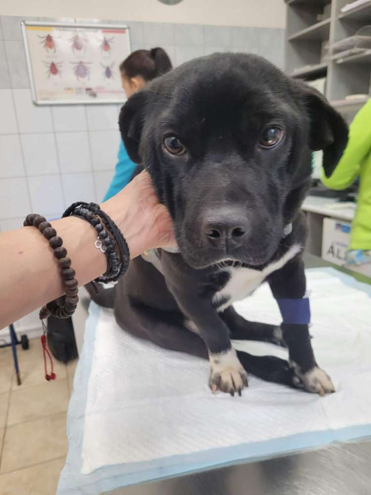 Hundetreffen-Gassifreunde-Profilbild