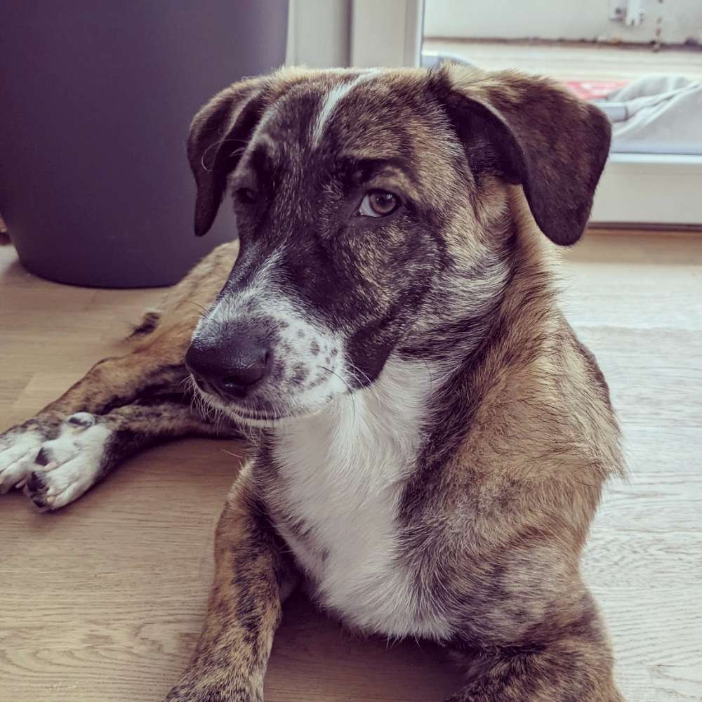 Hundetreffen-Gassifreund gesucht-Profilbild