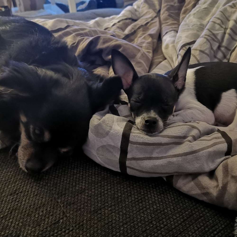 Hundetreffen-Welpentreff Schwalmstadt-Profilbild