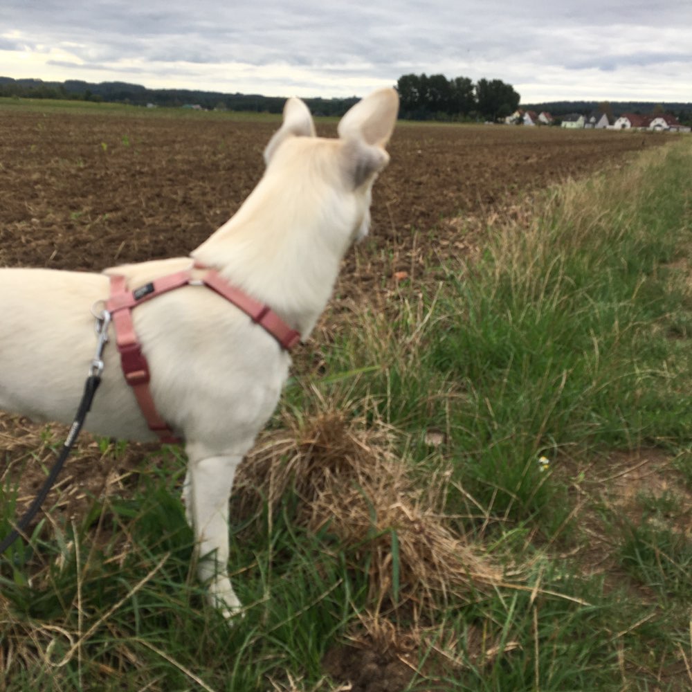 Hundetreffen-Treffen mit Merle-Profilbild